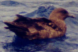 Brown Skua (lonnbergi)