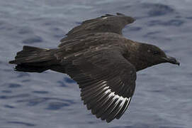 Brown Skua (lonnbergi)