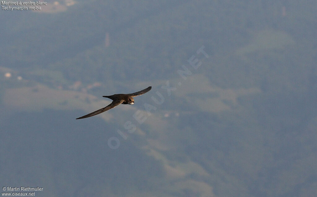 Alpine Swiftadult