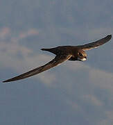 Alpine Swift