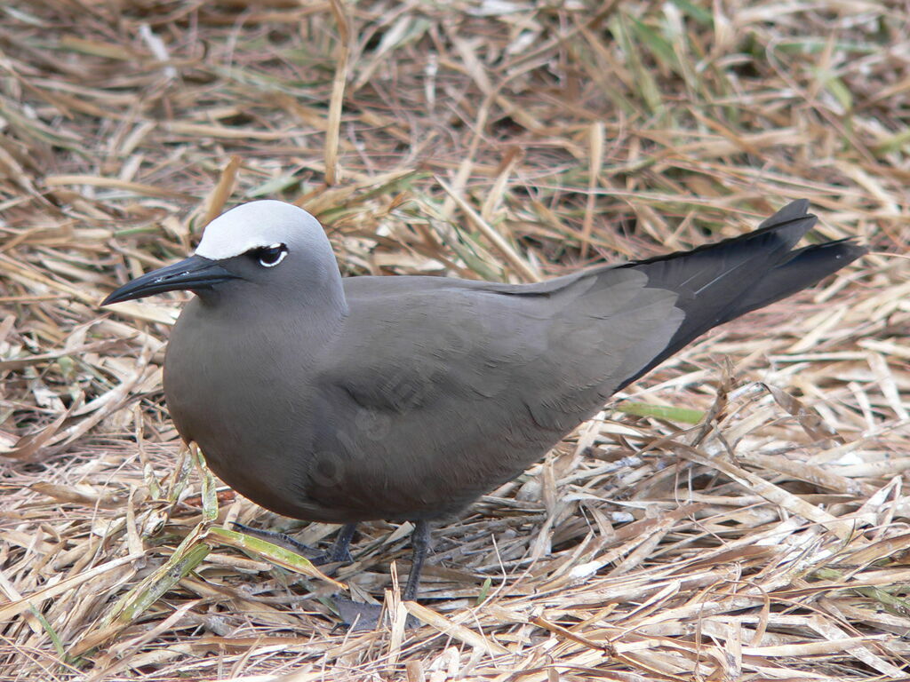 Brown Noddyadult breeding