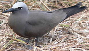 Brown Noddy