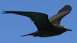 Brown Noddy