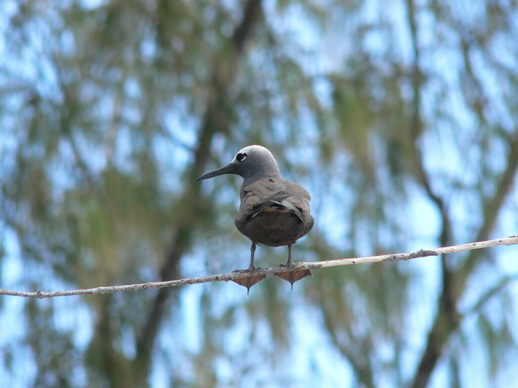 Lesser Noddyadult