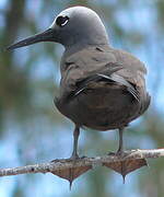 Lesser Noddy