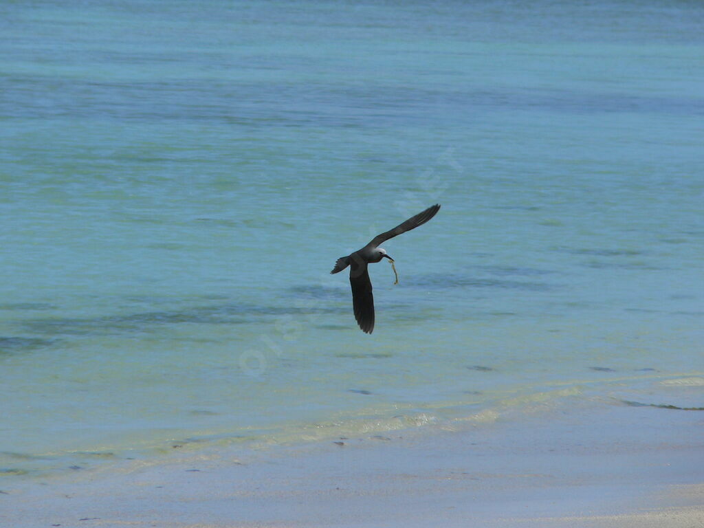 Lesser Noddy