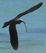 Lesser Noddy