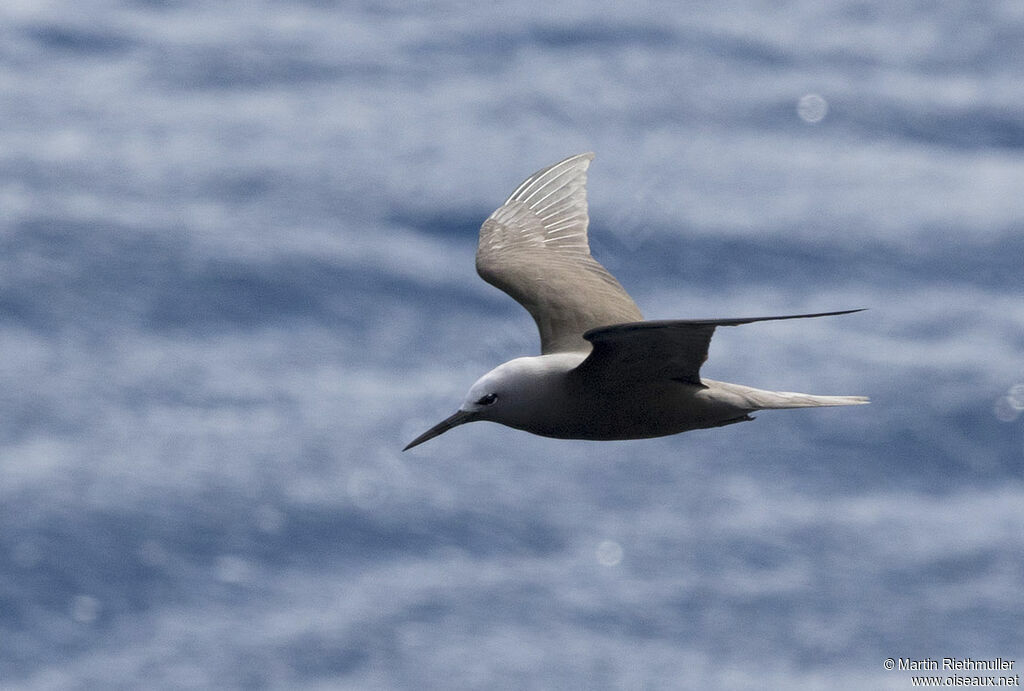 Lesser Noddyadult, identification, Flight