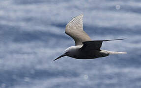 Lesser Noddy