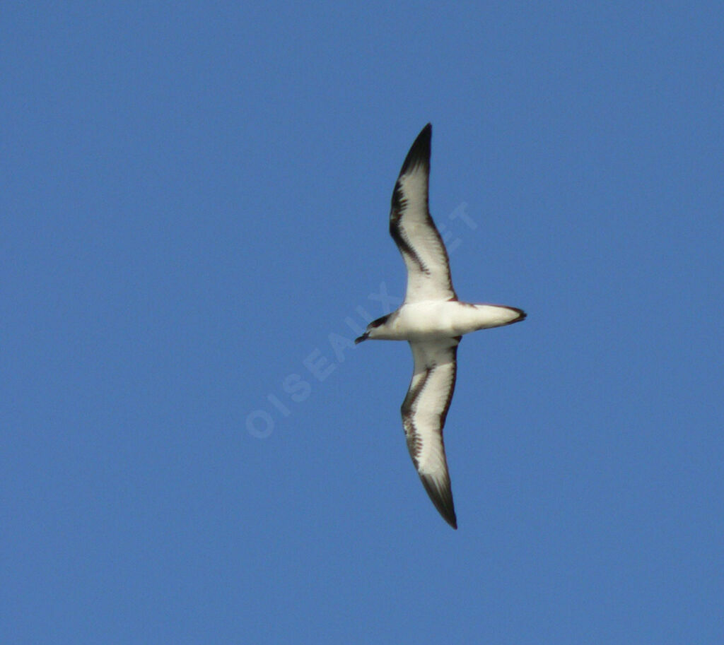 Barau's Petreladult