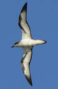 Barau's Petrel