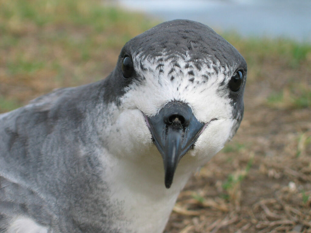 Barau's PetrelFirst year