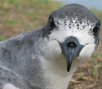 Barau's Petrel