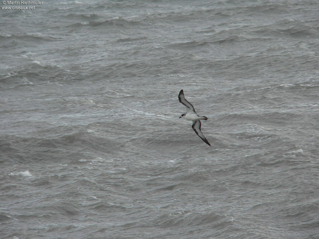 Barau's Petreladult