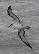 Barau's Petrel