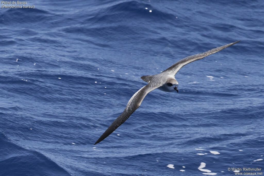 Barau's Petreladult, identification