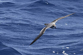 Barau's Petrel