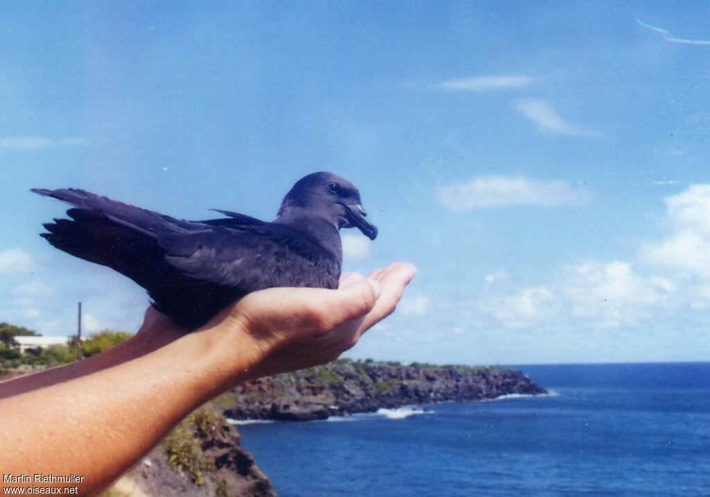 Mascarene Petrel