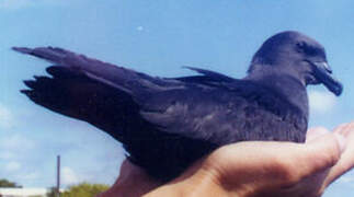 Mascarene Petrel