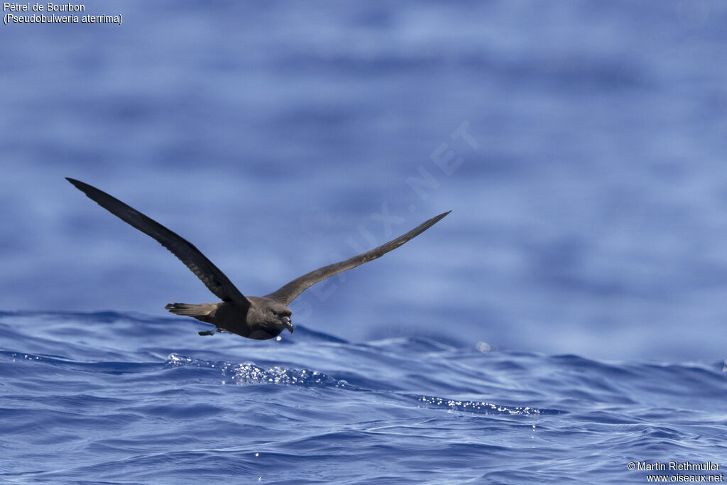 Mascarene Petreladult, Flight