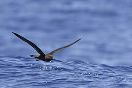 Mascarene Petrel