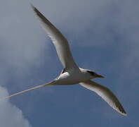 White-tailed Tropicbird