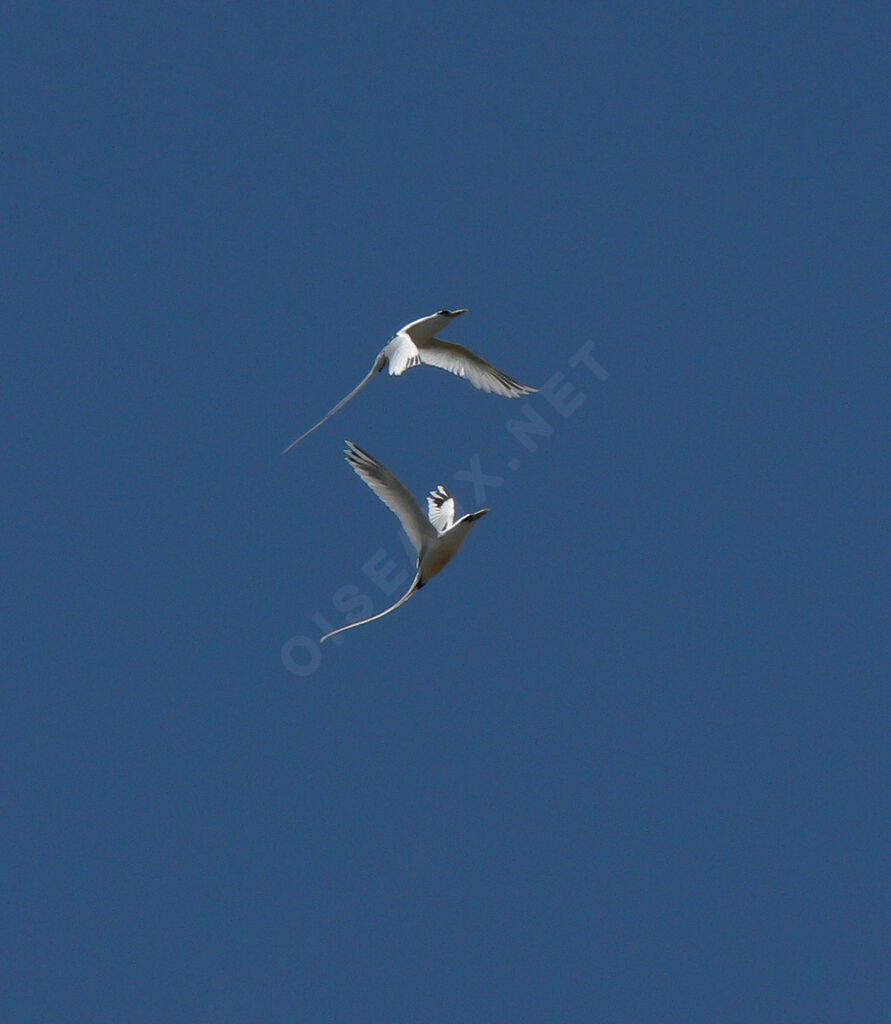 White-tailed Tropicbird adult