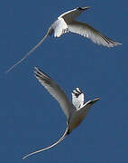 White-tailed Tropicbird