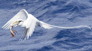 White-tailed Tropicbird