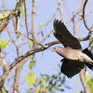 Pigeon de Madagascar