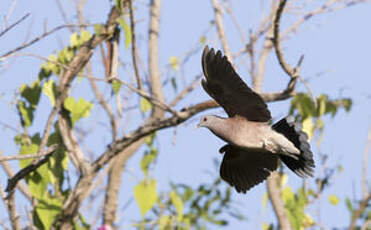 Pigeon de Madagascar