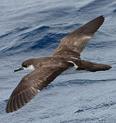 Tropical Shearwater
