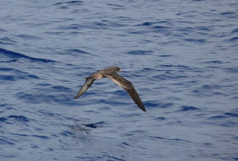 Wedge-tailed Shearwater, Flight