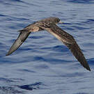 Puffin fouquet