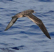 Wedge-tailed Shearwater