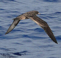 Puffin fouquet