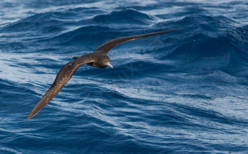 Wedge-tailed Shearwater, Flight