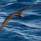 Puffin fouquet