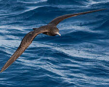 Wedge-tailed Shearwater