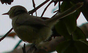 Rodrigues Warbler