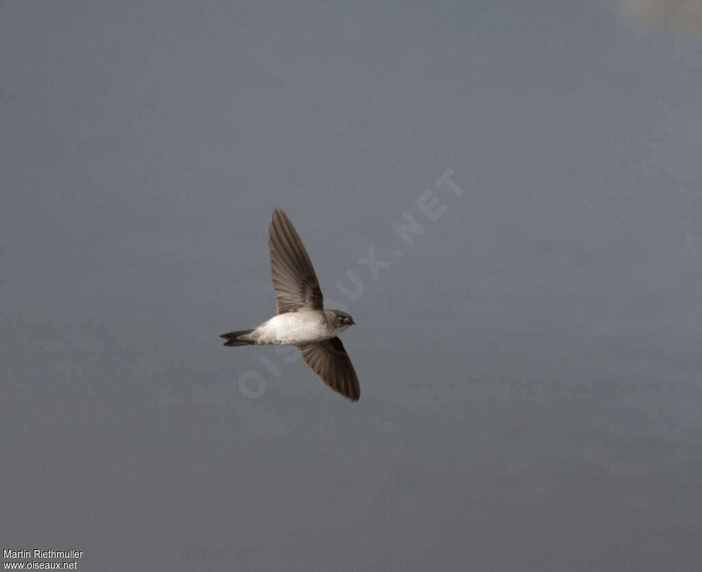 Mascarene Swiftlet, pigmentation, Flight