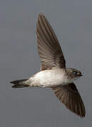 Mascarene Swiftlet