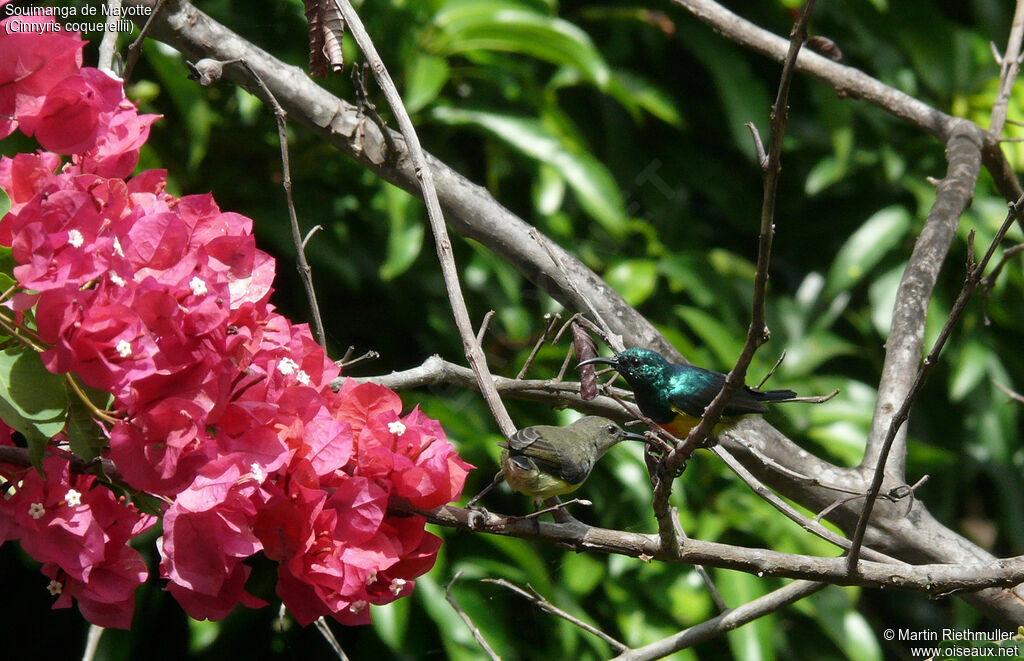 Mayotte Sunbird adult post breeding