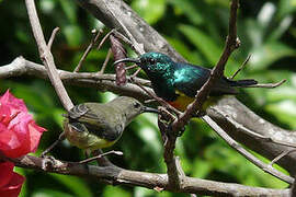 Mayotte Sunbird