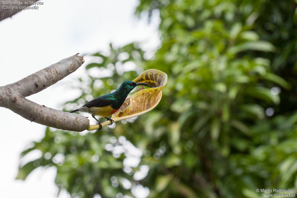 Mayotte Sunbird