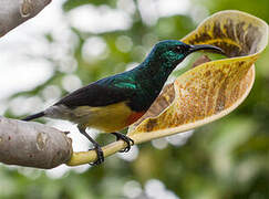 Mayotte Sunbird