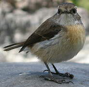 Reunion Stonechat