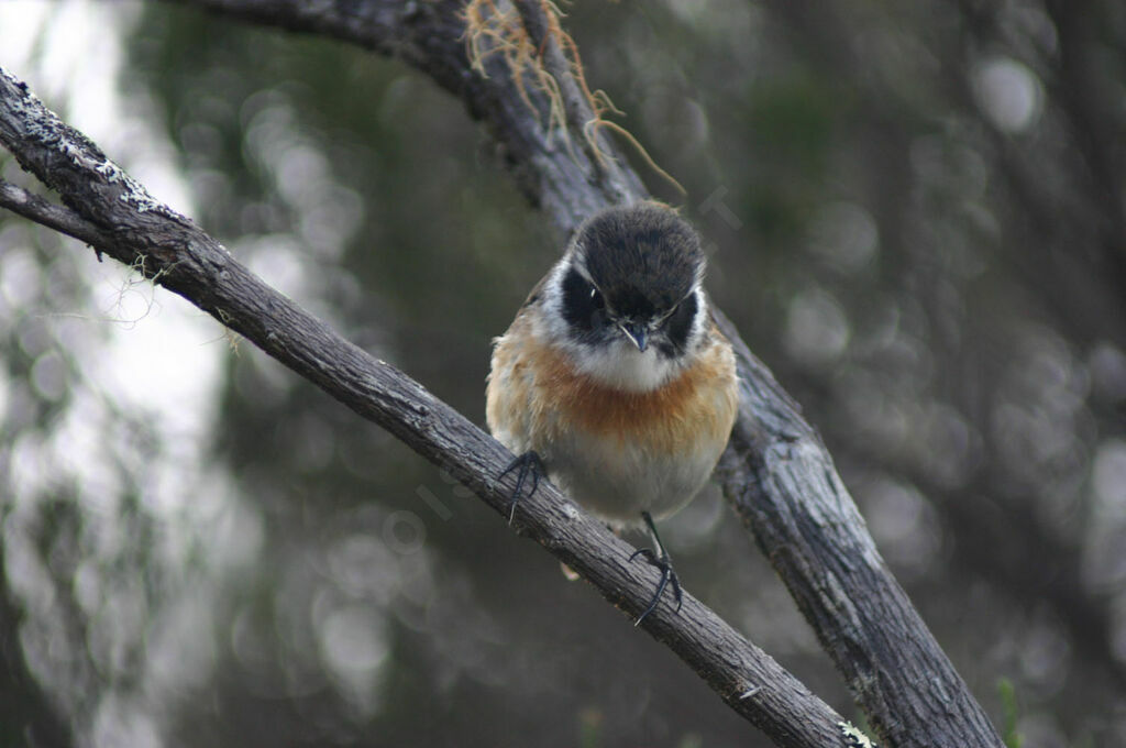 Reunion Stonechat male adult