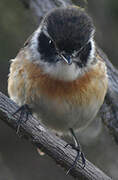 Reunion Stonechat