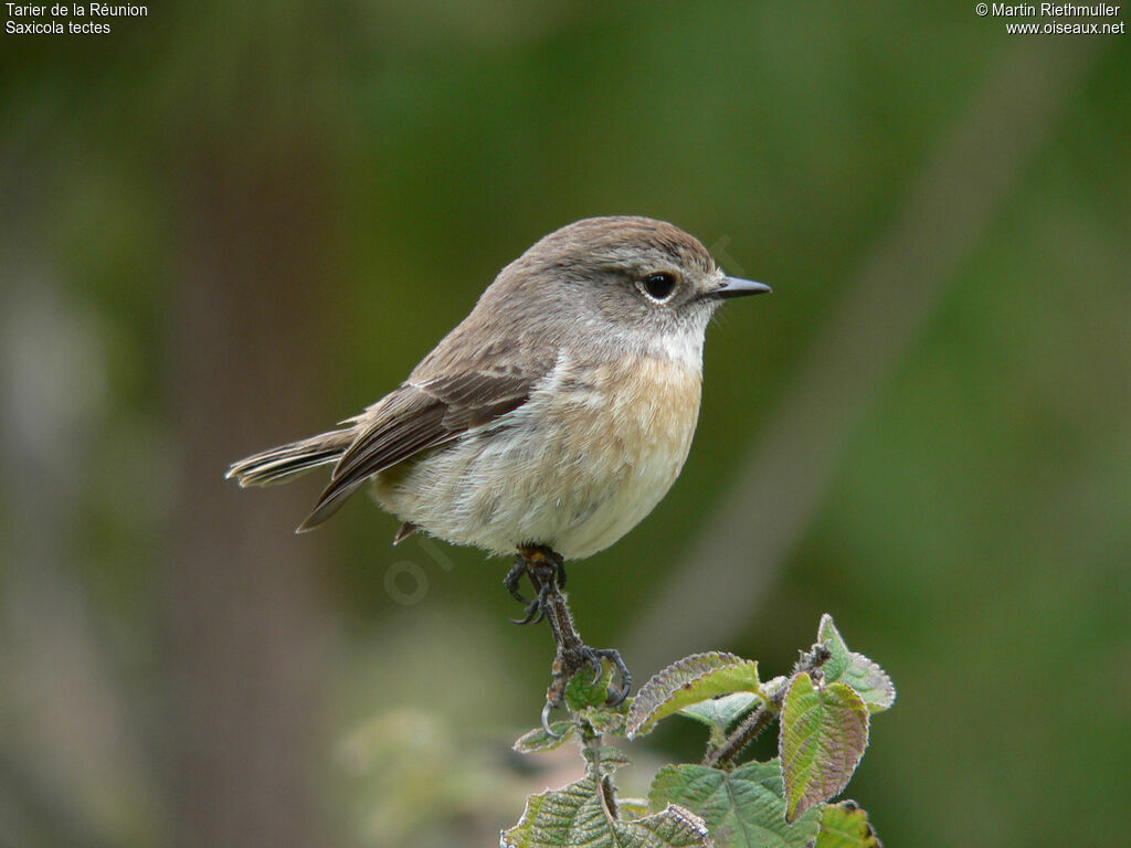 Reunion Stonechat female adult